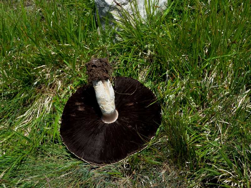 Agaricus urinascens